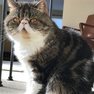 Meet your Posher, Cecile